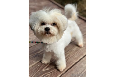 成約済の山口県のミックス犬-281574の6枚目