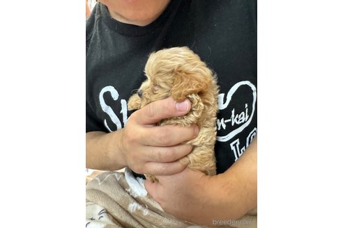 成約済の福岡県のチワプー:チワワ×トイプードル-285203の2枚目