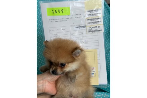 成約済の北海道のミックス犬-292563の2枚目
