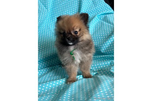 成約済の北海道のミックス犬-292564の3枚目