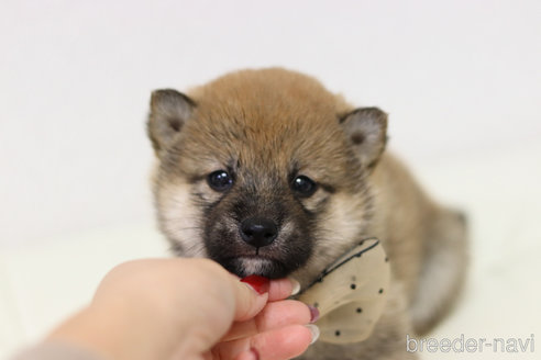 成約済の京都府の柴犬-287414の3枚目