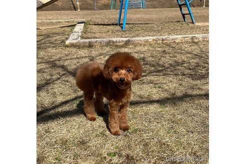 小太鼓ちゃん1枚目