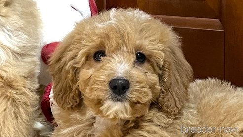 成約済の茨城県のミックス犬-286319の2枚目