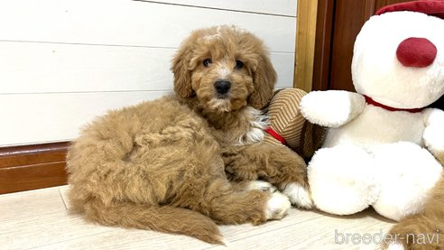 成約済の茨城県のミックス犬-286319の3枚目