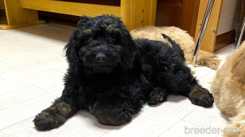 成約済の茨城県のミックス犬-286317