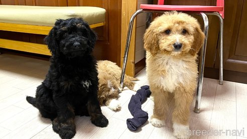 成約済の茨城県のミックス犬-286317の2枚目