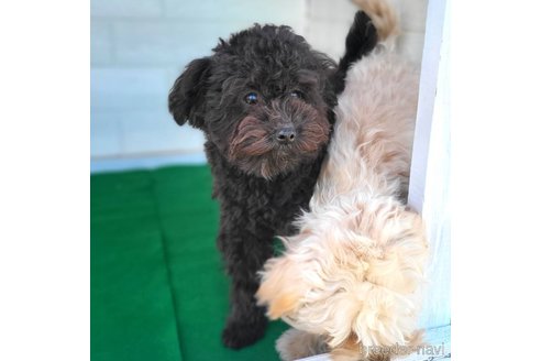 成約済の茨城県のミックス犬-261641の1枚目
