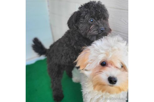 成約済の茨城県のミックス犬-261641の3枚目