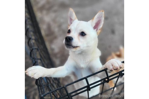 成約済の茨城県のミックス犬-265217の5枚目