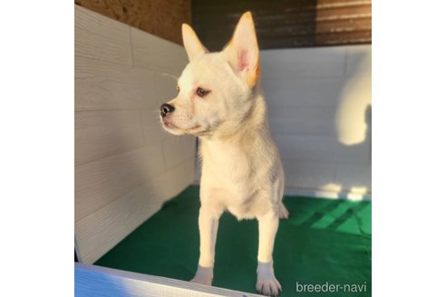 成約済の茨城県のミックス犬-265217の3枚目