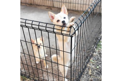 成約済の茨城県のミックス犬-265217の2枚目