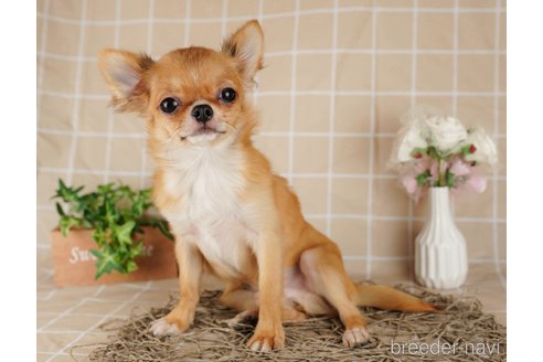 成約済の千葉県のチワワ(ロングコート)-292681の3枚目