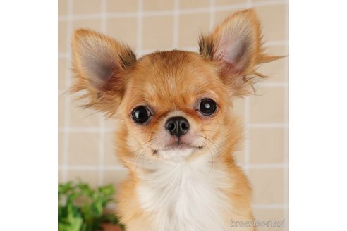 成約済の千葉県のチワワ(ロングコート)-292681