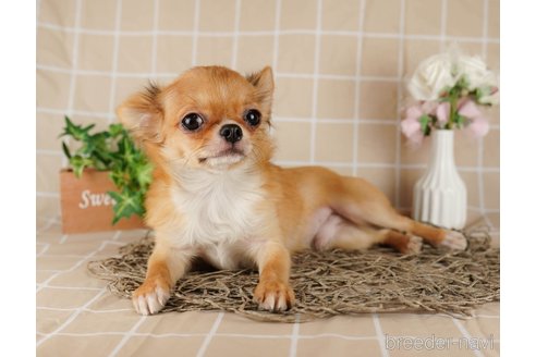 成約済の千葉県のチワワ(ロングコート)-292681の2枚目