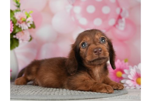 成約済の千葉県のミニチュアダックスフンド(ロングヘアード)-292687の3枚目
