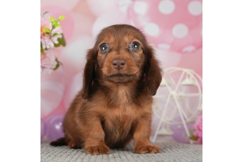 成約済の千葉県のミニチュアダックスフンド(ロングヘアード)-292687の2枚目