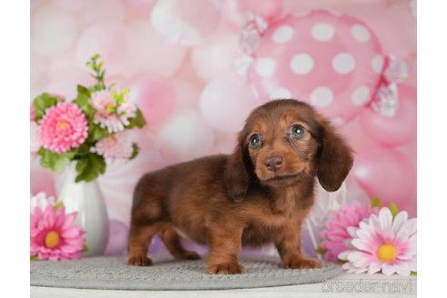 成約済の千葉県のミニチュアダックスフンド(ロングヘアード)-292687の5枚目