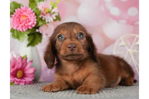 成約済の千葉県のミニチュアダックスフンド(ロングヘアード)-292687