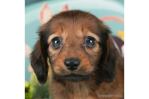 成約済の千葉県のミニチュアダックスフンド(ロングヘアード)-292688