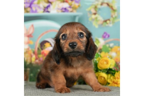 成約済の千葉県のミニチュアダックスフンド(ロングヘアード)-292688の2枚目