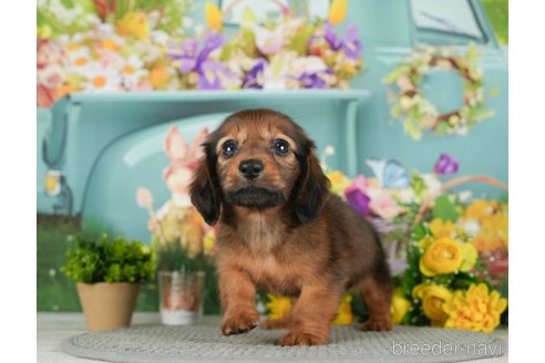 成約済の千葉県のミニチュアダックスフンド(ロングヘアード)-292688の3枚目