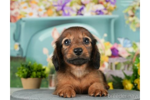 成約済の千葉県のミニチュアダックスフンド(ロングヘアード)-292688の4枚目