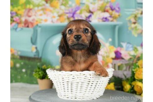 成約済の千葉県のミニチュアダックスフンド(ロングヘアード)-292688の5枚目