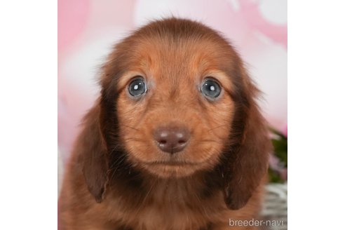 成約済の千葉県のミニチュアダックスフンド(ロングヘアード)-292691の1枚目