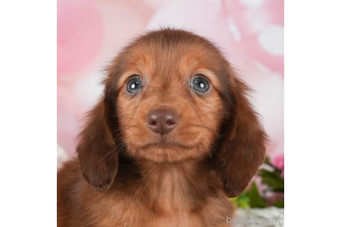 成約済の千葉県のミニチュアダックスフンド(ロングヘアード)-292691の2枚目