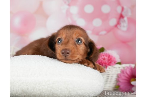 成約済の千葉県のミニチュアダックスフンド(ロングヘアード)-292691の3枚目
