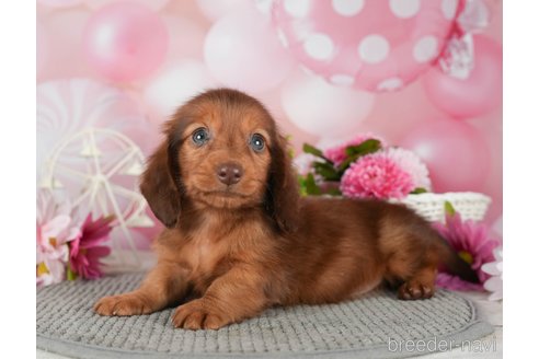 成約済の千葉県のミニチュアダックスフンド(ロングヘアード)-292691の4枚目