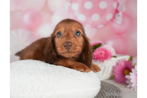 成約済の千葉県のミニチュアダックスフンド(ロングヘアード)-292691の5枚目