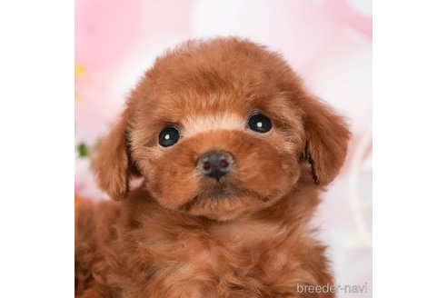 成約済の千葉県のタイニープードル-292693の1枚目