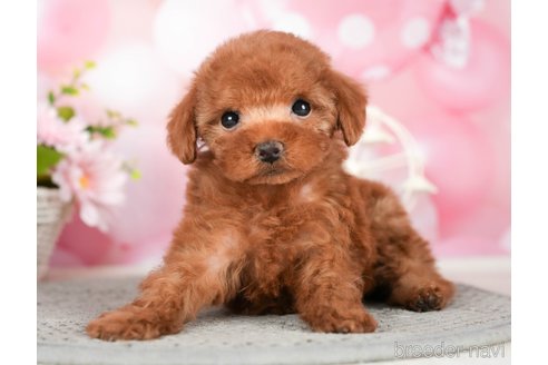 成約済の千葉県のタイニープードル-292693の5枚目