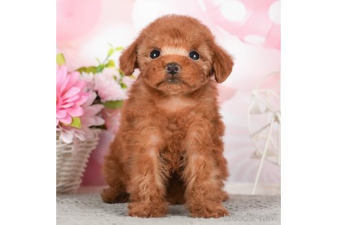 成約済の千葉県のタイニープードル-292693の4枚目