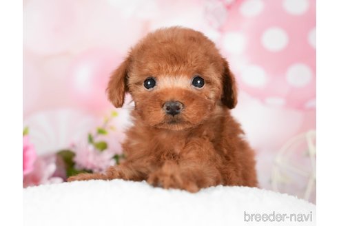 成約済の千葉県のタイニープードル-292693の3枚目