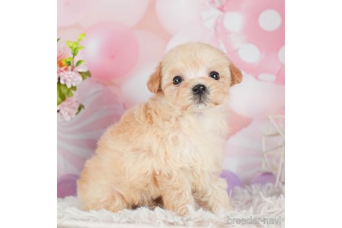 成約済の千葉県のマルプー:マルチーズ×トイプードル-292697の4枚目