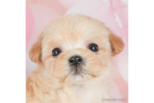 成約済の千葉県のマルプー:マルチーズ×トイプードル-292697の1枚目