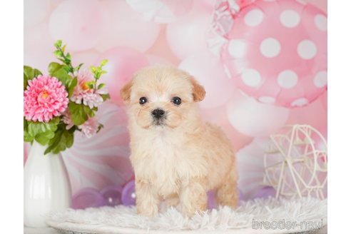 成約済の千葉県のマルプー:マルチーズ×トイプードル-292697の5枚目