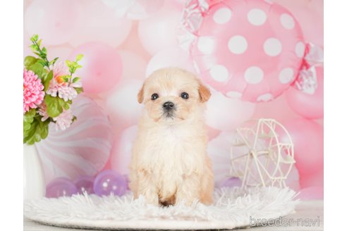 成約済の千葉県のマルプー:マルチーズ×トイプードル-292697の2枚目