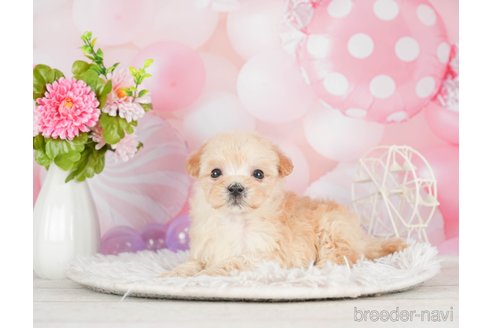 成約済の千葉県のマルプー:マルチーズ×トイプードル-292697の3枚目