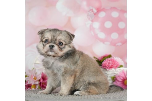 成約済の千葉県のチワワ(ロングコート)-292699の5枚目