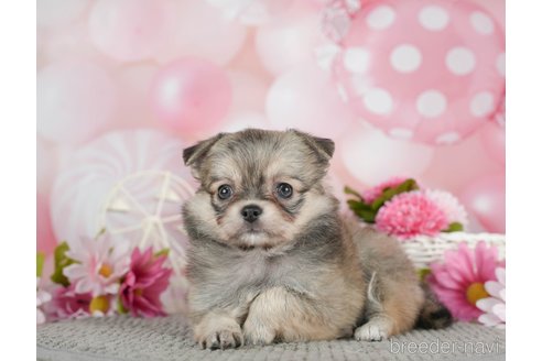 成約済の千葉県のチワワ(ロングコート)-292699の2枚目