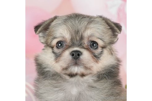 成約済の千葉県のチワワ(ロングコート)-292699の1枚目