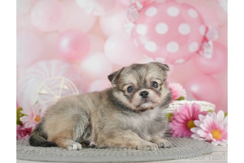 成約済の千葉県のチワワ(ロングコート)-292699の3枚目