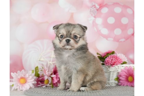 成約済の千葉県のチワワ(ロングコート)-292699の4枚目