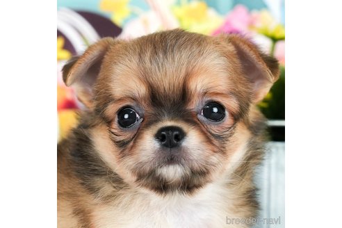 成約済の千葉県のチワワ(ロングコート)-292701の1枚目