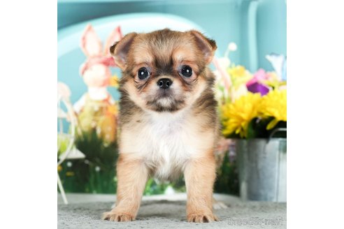 成約済の千葉県のチワワ(ロングコート)-292701の3枚目