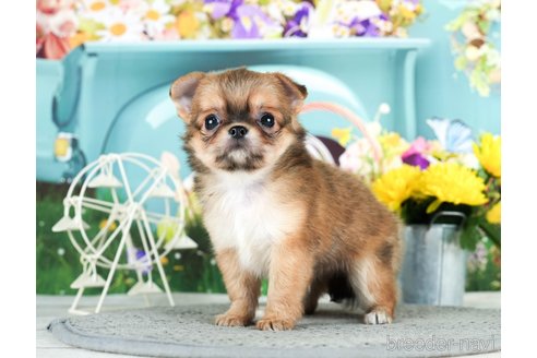 成約済の千葉県のチワワ(ロングコート)-292701の4枚目