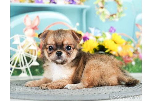 成約済の千葉県のチワワ(ロングコート)-292701の5枚目